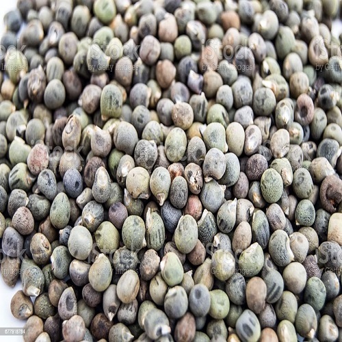 Black Native Seeds For Home Garden Okra Seeds Good Quality at Best