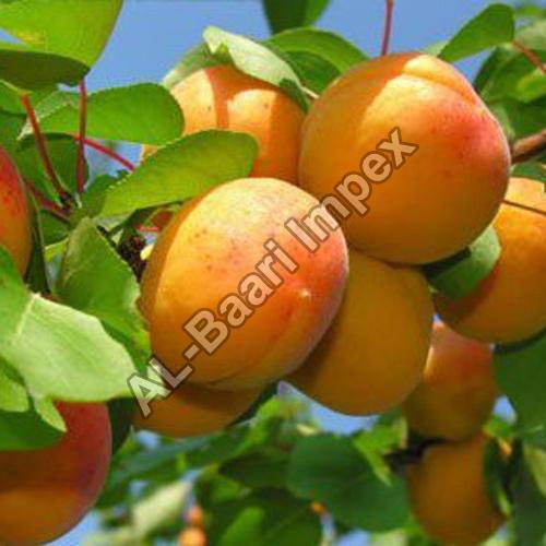 No Artificial Color Rich Sweet Delicious Taste Yellow Organic Fresh Apricot