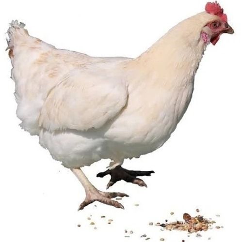 5 Kilogram 10 Month Old Poultry Farm White Live Chicken 