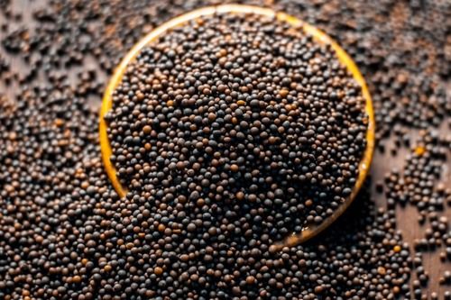 Black Mustard Seeds Used In Cooking And Make Oil
