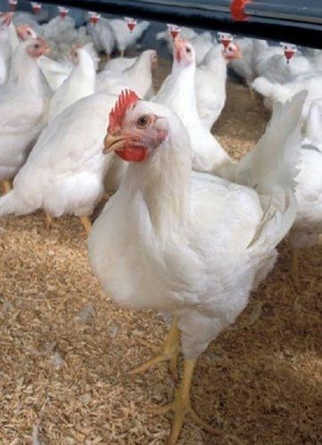 Broiler Chicks, Packaging Type: Carton Box, 200 Eggs in