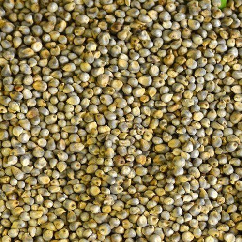 Green Millet Seed