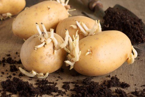 Healthy Farm Fresh Indian Origin Naturally Grown Vitamins Rich Natural White Potato Seeds