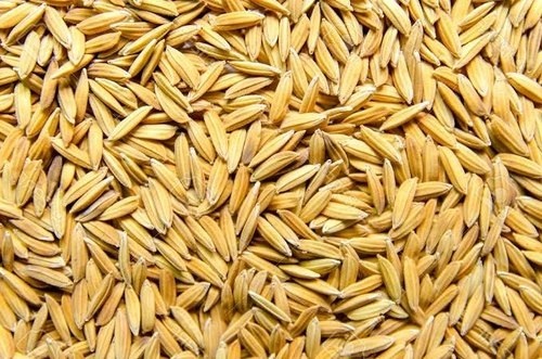 Natural Paddy Rice - Medium Grain Golden Color | Organic Cultivation 100% Purity 3% Moisture 3-Year Shelf Life