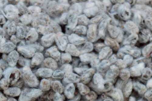 Energy Protein And Fiber Rich Dried Whole Cotton Seed For Cattle Feed