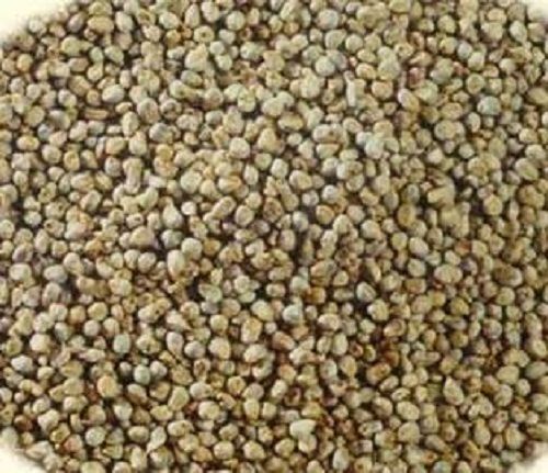 Commonly Harvested Green Bajra Seeds