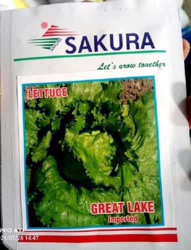 Green Lettuce Seeds