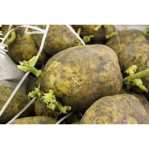 Healthy Fresh Potato Seed