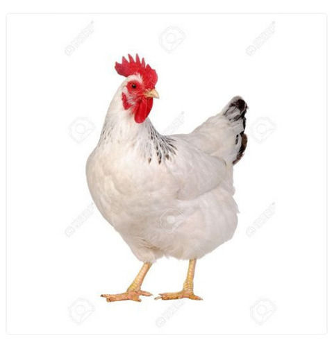 2.1 Kilogram 1 Month Old Age White Live Chicken For Poultry Farm