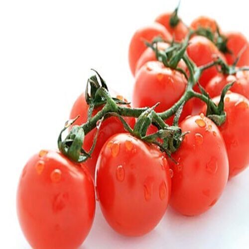 Round & Oval No Pesticide Mild Flavor Pulpy Juicy Healthy Natural Taste Red Fresh Cherry Tomato