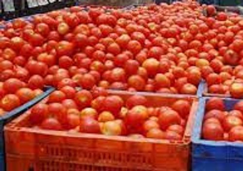 Rich In Nutrient Original Premium Quality Round Shaped Red Fresh Tomatoes  Application: Indoor