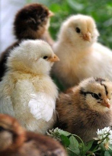 20 Gram Weight White And Brown Poultry Farming Live Kaveri Chicks 