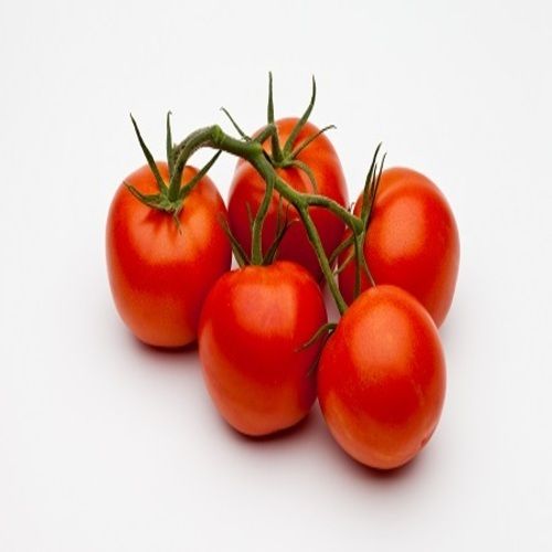 Round & Oval Mild Flavor Pulpy Juicy Healthy Natural Taste Organic Red Fresh Tomato