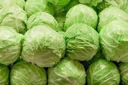 Rich In Vitamin C And Fiber Tasty Round Shaped Fresh Cabbage For Cooking