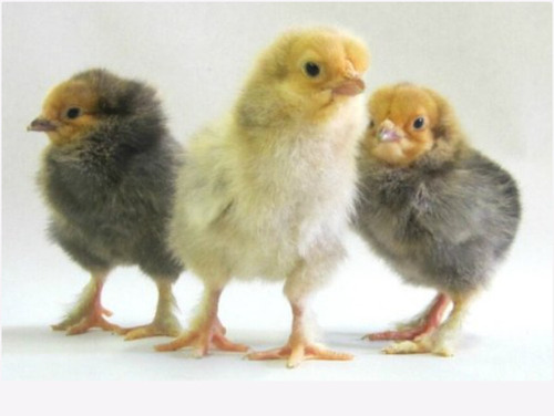 Pure Desi Chicks - 20 Grams Weight, White and Brown | Friendly Nature, Ideal for Poultry Farming and Breeding