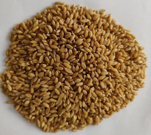 Golden Organic Wheat Grains