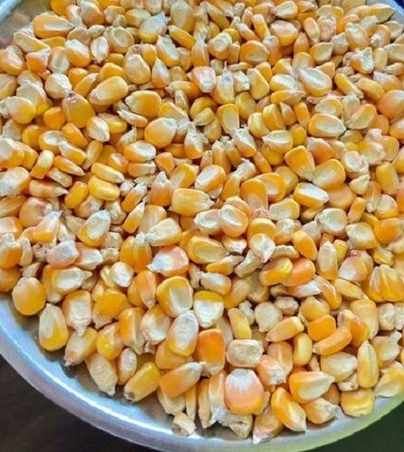 Organic Raw Maize, High in Protein