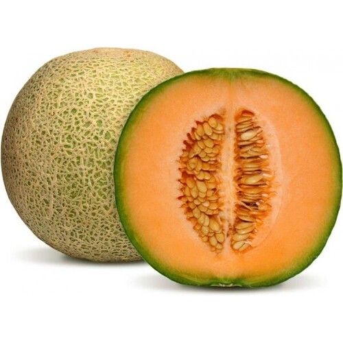 Vitamin A 67 Percent Juicy Rich Natural Delicious Fine Taste Healthy Organic Fresh Muskmelon Origin: India