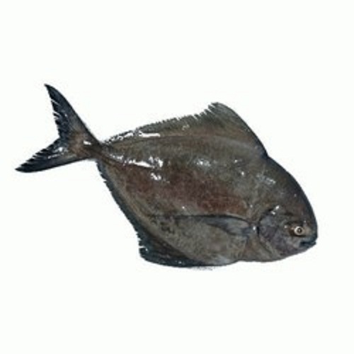 Fresh Pomfret Fish - 1kg Frozen Block , Premium Quality Seafood for Versatile Culinary Applications and Nutrient-Rich Recipes