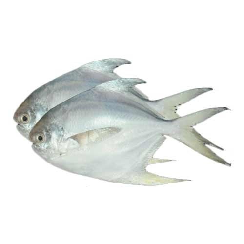 Whole Frozen Fishes Colour White