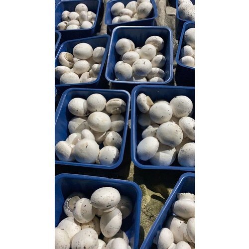 Pan India Fresh White Button Mushroom Packaging Type Box Packaging