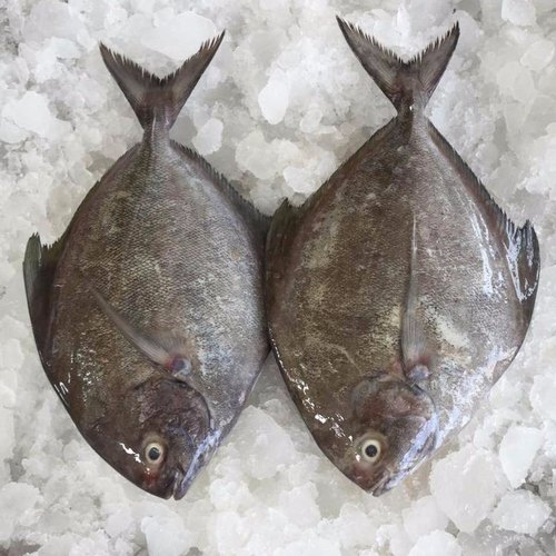 Pomfret Fish - Frozen Block, 1kg Body | Premium Seafood Quality, Preserves Freshness, Quick Preparation, Excellent Nutrient Source