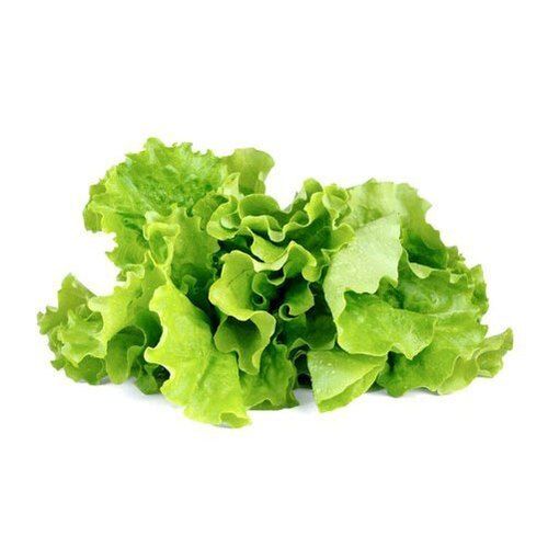 Calcium 3 Percent High Fiber Chemical Free Healthy Natural Taste Green Organic Fresh Lettuce