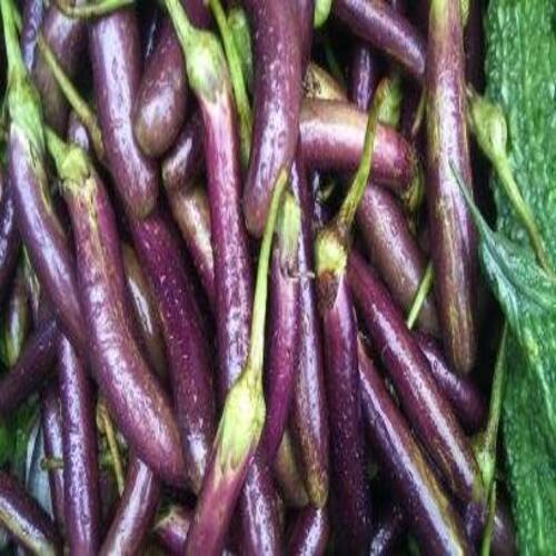 Chemical Free Natural Rich Fine Taste Purple Organic Fresh Long Brinjal