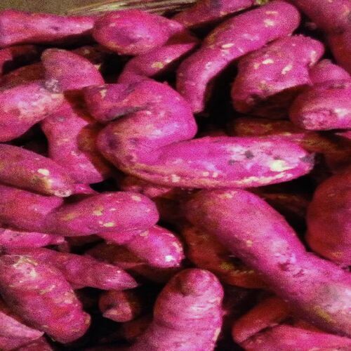 Multicolor Mild Flavor Chemical Free Rich Natural Delicious Taste Fresh Organic Red Potato