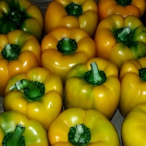 Natural Fine Rich Taste Chemical Free Healthy Organic Fresh Yellow Bell Pepper