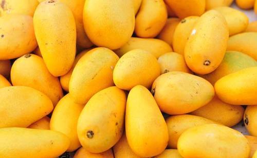 Natural Yellow Oval Shape Mango Good For Health Taste Rich In Vitamin C Fresh And Delicious