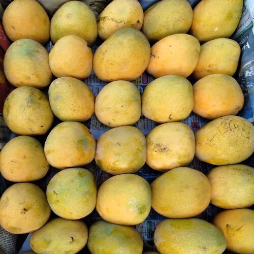 No Preservatives No Artificial Color Sweet Delicious Rich Natural Taste Healthy Organic Yellow Fresh Himsagar Mango