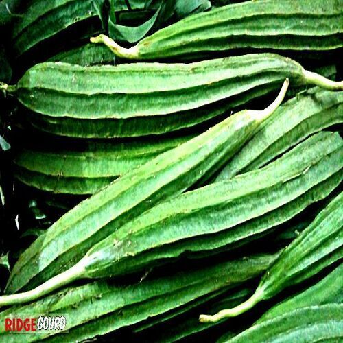 Rich Natural Fine Taste Chemical Free Healthy Green Organic Fresh Ridge Gourd