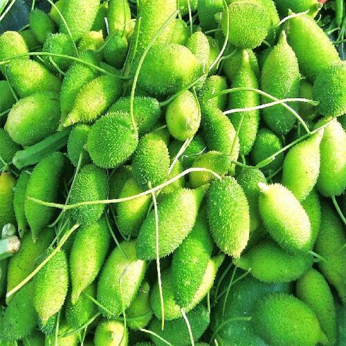 Rich Natural Fine Taste Chemical Free Healthy Green Organic Fresh Teasel Gourd