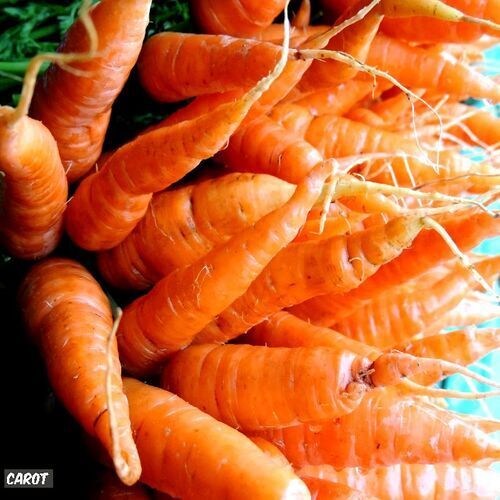 Vitamin a 33 Percent High Fiber Healthy Natural Rich Taste Organic Red Fresh Carrot
