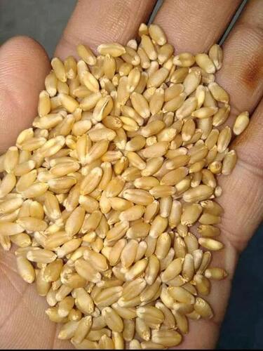 100 Percent Organic Fresh Natural And Nutrient Rich Wheat Grains Seeds