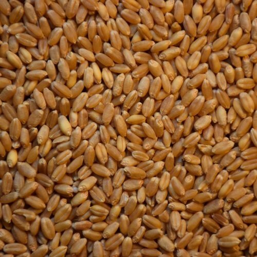 Healthy Organic Cultivated No Additives Hybrid Herbal Wheat Seed