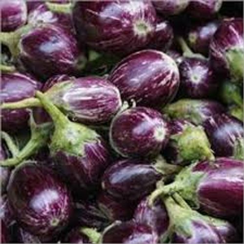 Natural And Organic Chemical Used Lovely Glossy Green Tint Vegetable Fresh Brinjals