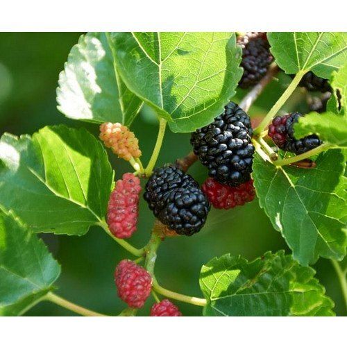 Green Mulberry Leaf Extract 