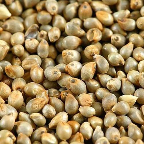 Naturally Grown 100% Pure Brown Dried Pearl Millet Seeds