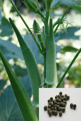 Round A Grade Brown Dried And Hybrid Okra Seed 