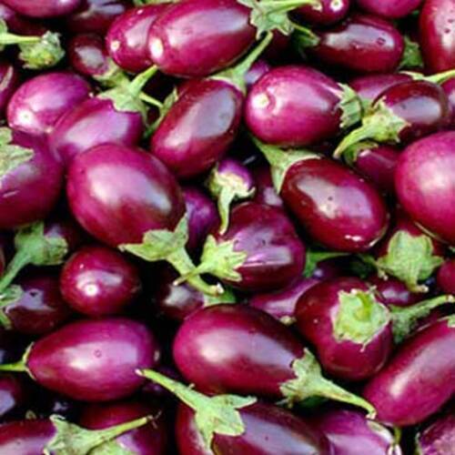 Chemical Free Healthy Delicious Natural Rich Fine Taste Purple Organic Fresh Brinjal