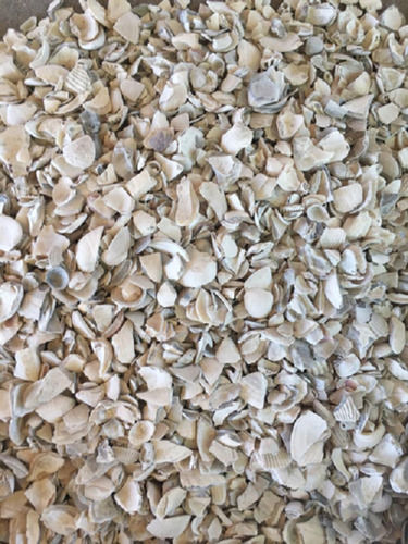 Multi Color Natural Sea Shell For Decoration Use