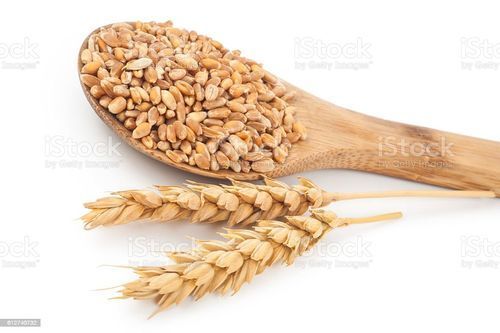 wheat grain