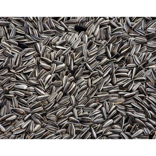 A Grade 100% Pure Dried Black Sunflower Seeds