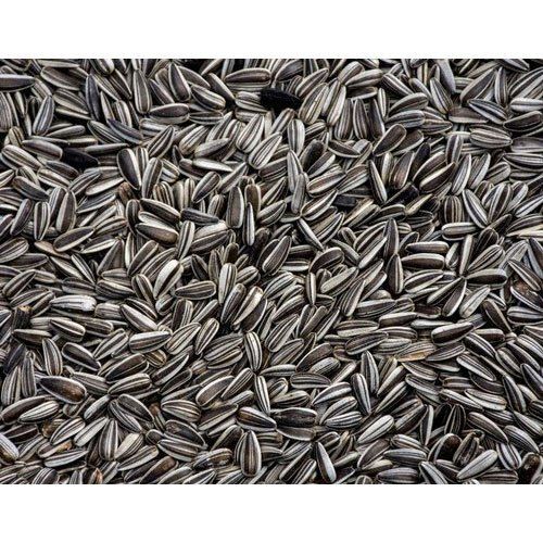 Common A Grade 100% Pure Dried Black Sunflower Seeds