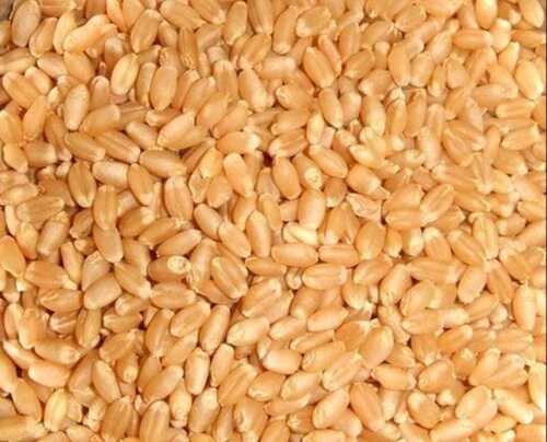 Brown Colour And Wheat Grain