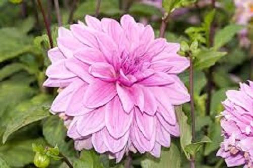 dahlia plant