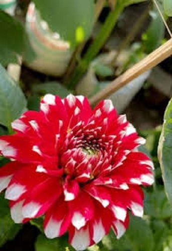 Red Dahlia Plant