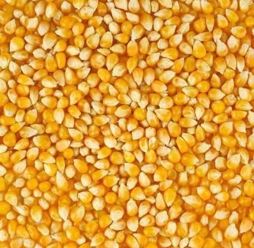 Yellow Colour And Yellow Maize